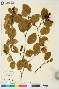 Alnus crispa image