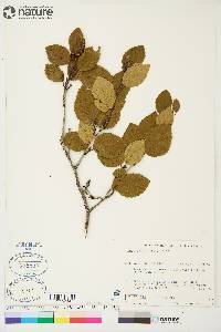 Alnus crispa image