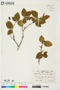 Alnus crispa image