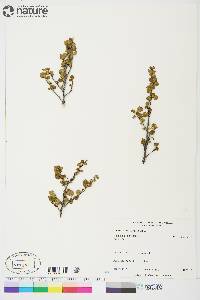 Betula glandulosa image