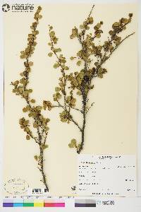 Betula glandulosa image