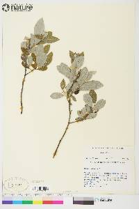 Salix glauca image