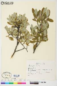 Salix glauca image