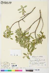 Salix glauca image