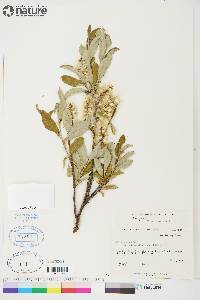 Salix glauca image