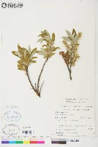 Salix glauca var. acutifolia image