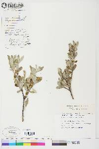 Salix glauca image