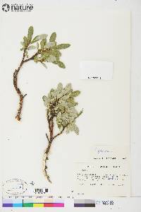 Salix glauca image