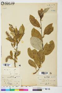 Salix glaucops image