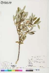 Salix glauca image