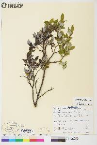 Salix glauca image