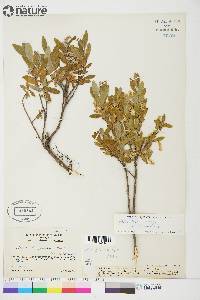 Salix brachycarpa subsp. niphoclada image