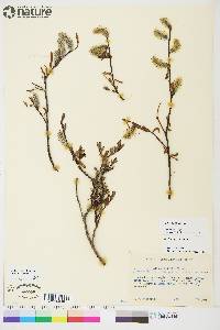 Salix planifolia image