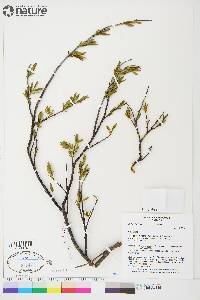 Salix planifolia image