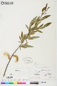 Salix planifolia image