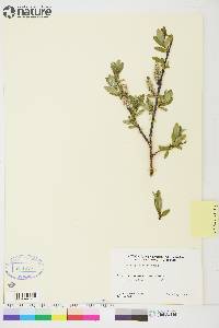 Salix planifolia image