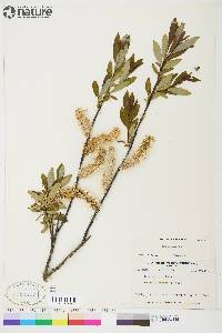 Salix planifolia image