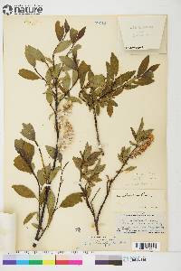 Salix planifolia image