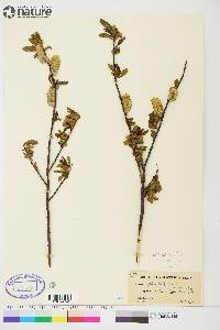 Salix planifolia image