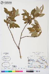 Salix planifolia subsp. planifolia image