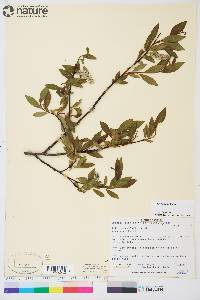 Salix planifolia image