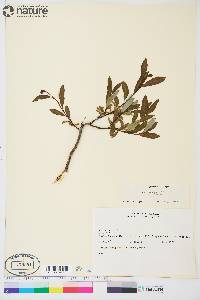 Salix planifolia subsp. planifolia image