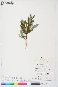 Salix planifolia subsp. planifolia image