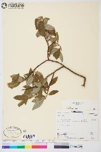 Salix planifolia image