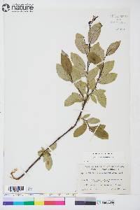 Salix pseudomonticola image