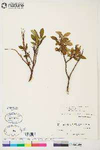 Salix planifolia image