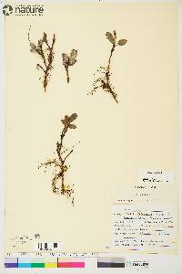 Salix reticulata image