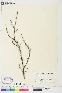 Betula glandulosa image