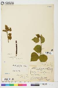 Betula papyrifera image