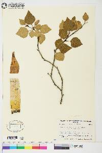 Betula papyrifera image