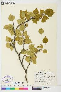 Betula papyrifera var. humilis image