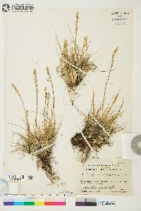 Deschampsia brevifolia image