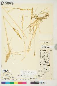 Deschampsia brevifolia image