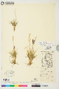 Deschampsia brevifolia image