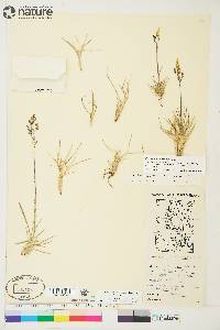 Deschampsia brevifolia image