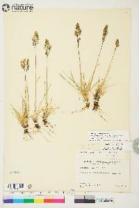 Deschampsia brevifolia image