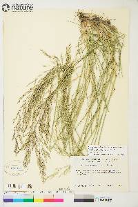 Deschampsia cespitosa subsp. cespitosa image