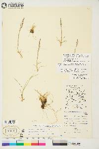 Deschampsia sukatschewii image