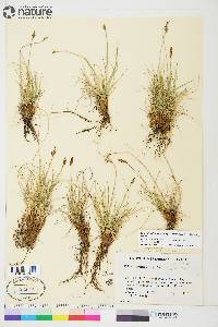 Carex simpliciuscula image