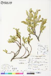 Salix richardsonii image