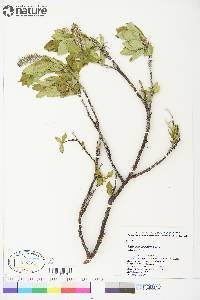 Salix richardsonii image