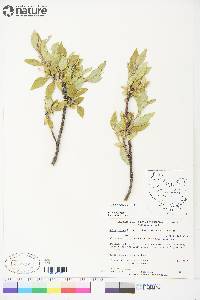 Salix richardsonii image