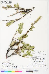 Salix richardsonii image