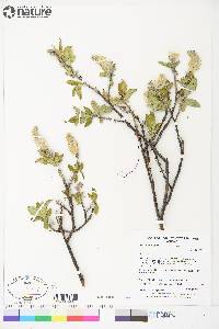 Salix richardsonii image