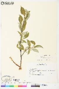 Salix lanata image