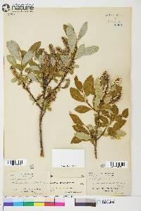 Salix arbusculoides image